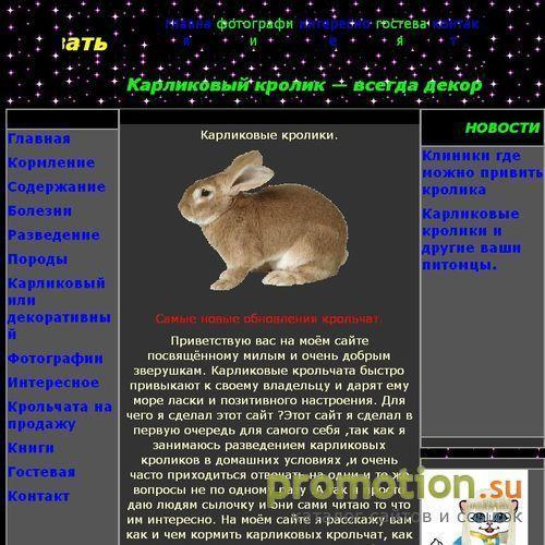 Архивное изображение: Карликовые кролики