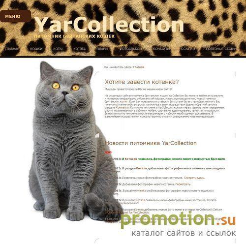 Архивное изображение: Питомник британских кошек YarCollection