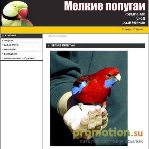 Архивное изображение: описание домашних попугайчиков