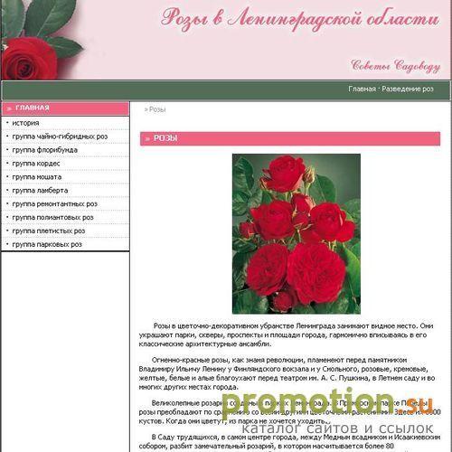 Архивное изображение: Сорта роз