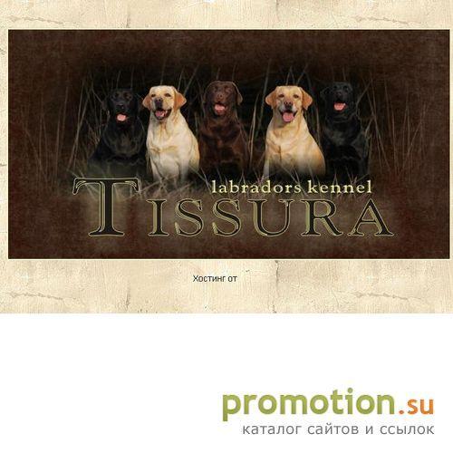 Архивное изображение: Лабрадоры