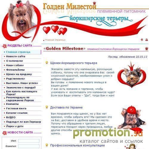Архивное изображение: Голден Милестон - питомник йоркширских терьеров